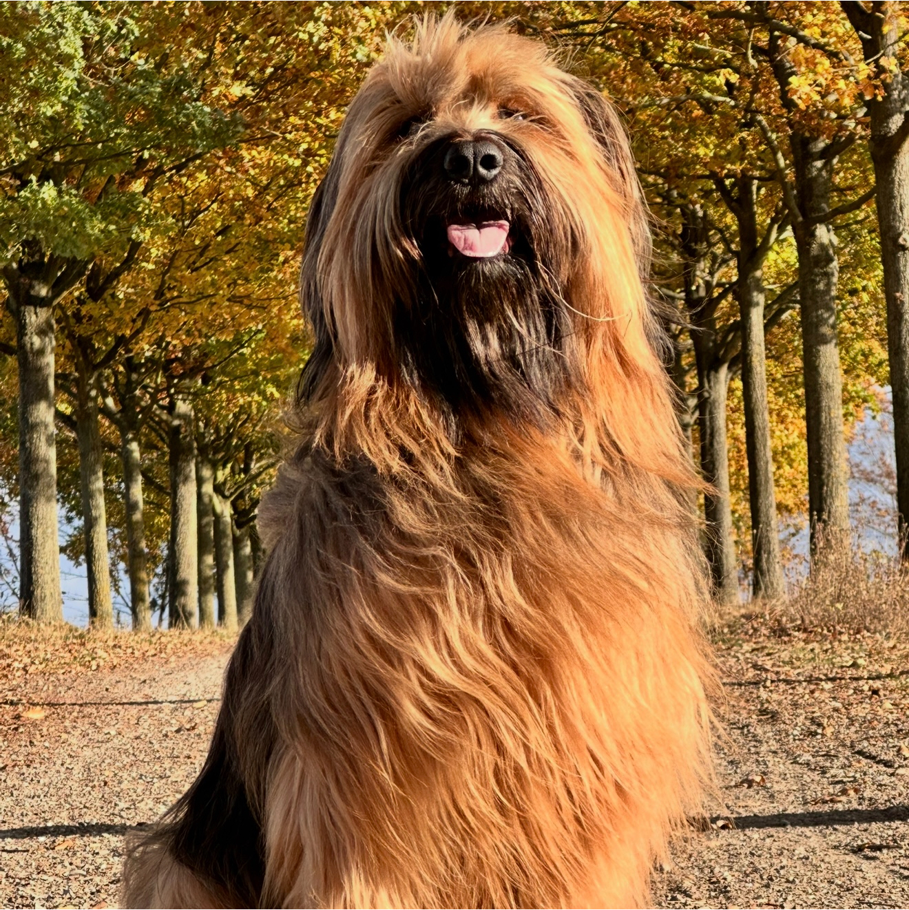 Hund sitzt auf einem Feldweg in der Herbstsonne.Blog-Impulse für dich und deinen Hund
