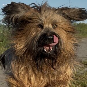 Freebie-Webseite- Hund rennt fröhlich mit wehendem Fell