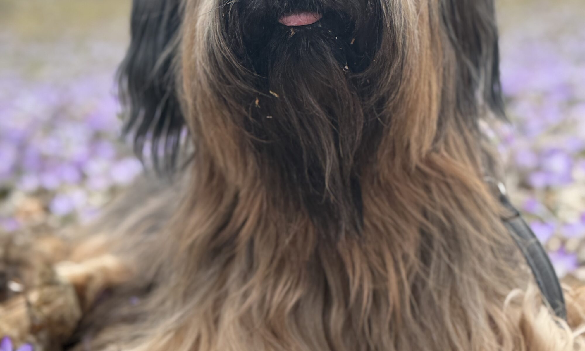 Hündin liegt entspannt in einer Frühlingswiese – souverän bleiben bei Hundebegegnungen