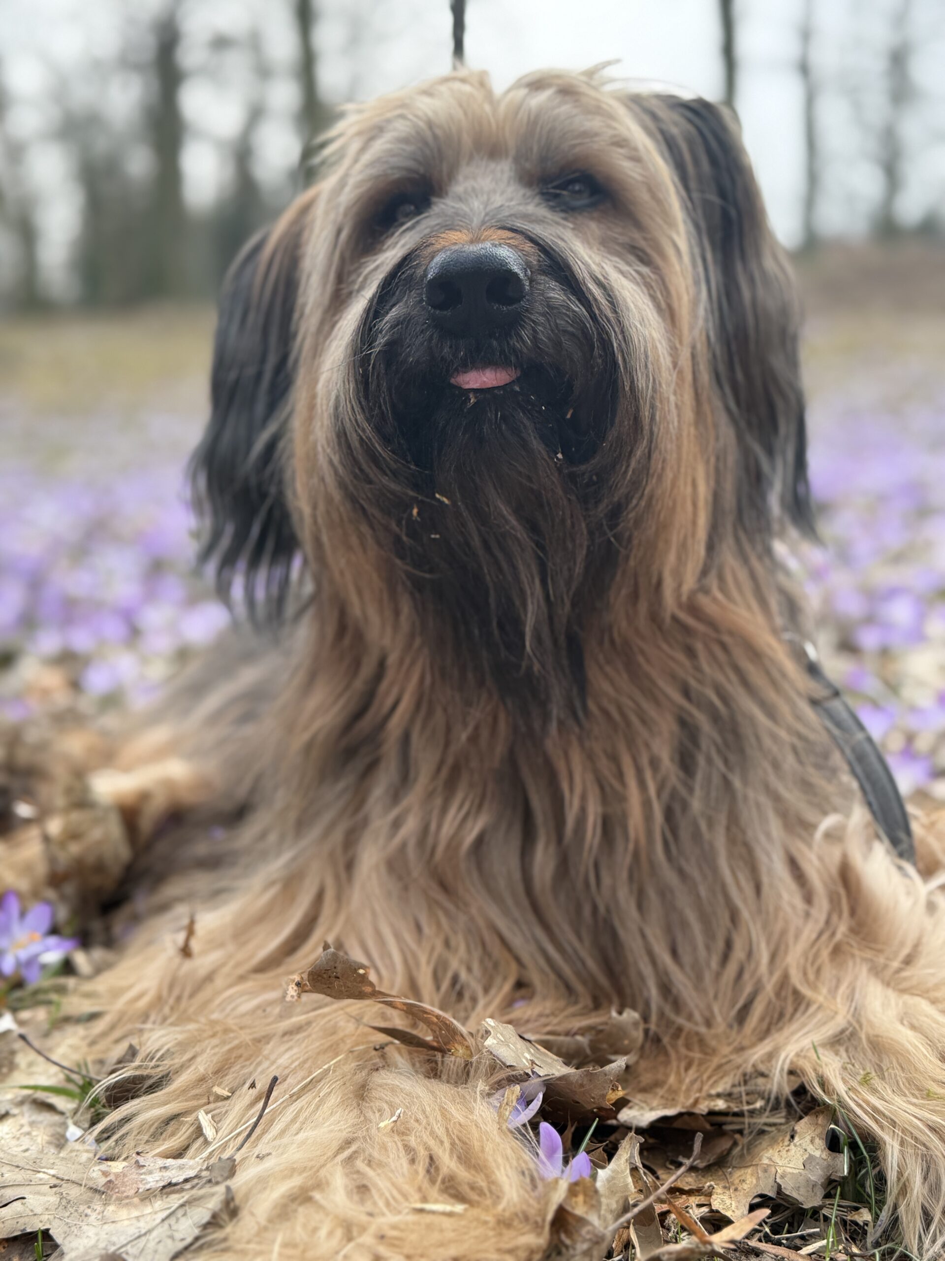 Hündin liegt entspannt in einer Frühlingswiese – souverän bleiben bei Hundebegegnungen