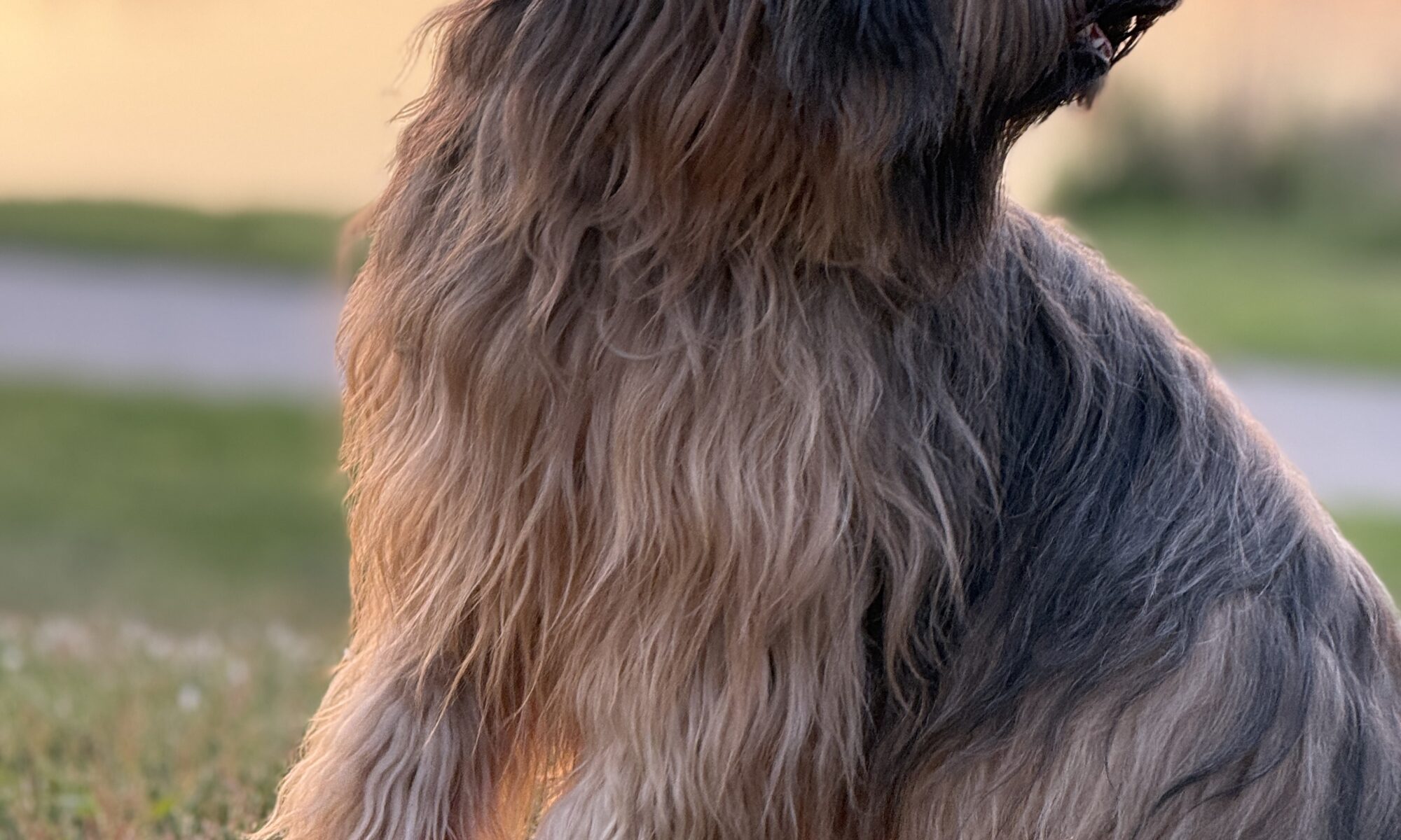 in der Abendssonne sitzt ein unsicherer Hund, der nach hinten über seine Schulter schaut