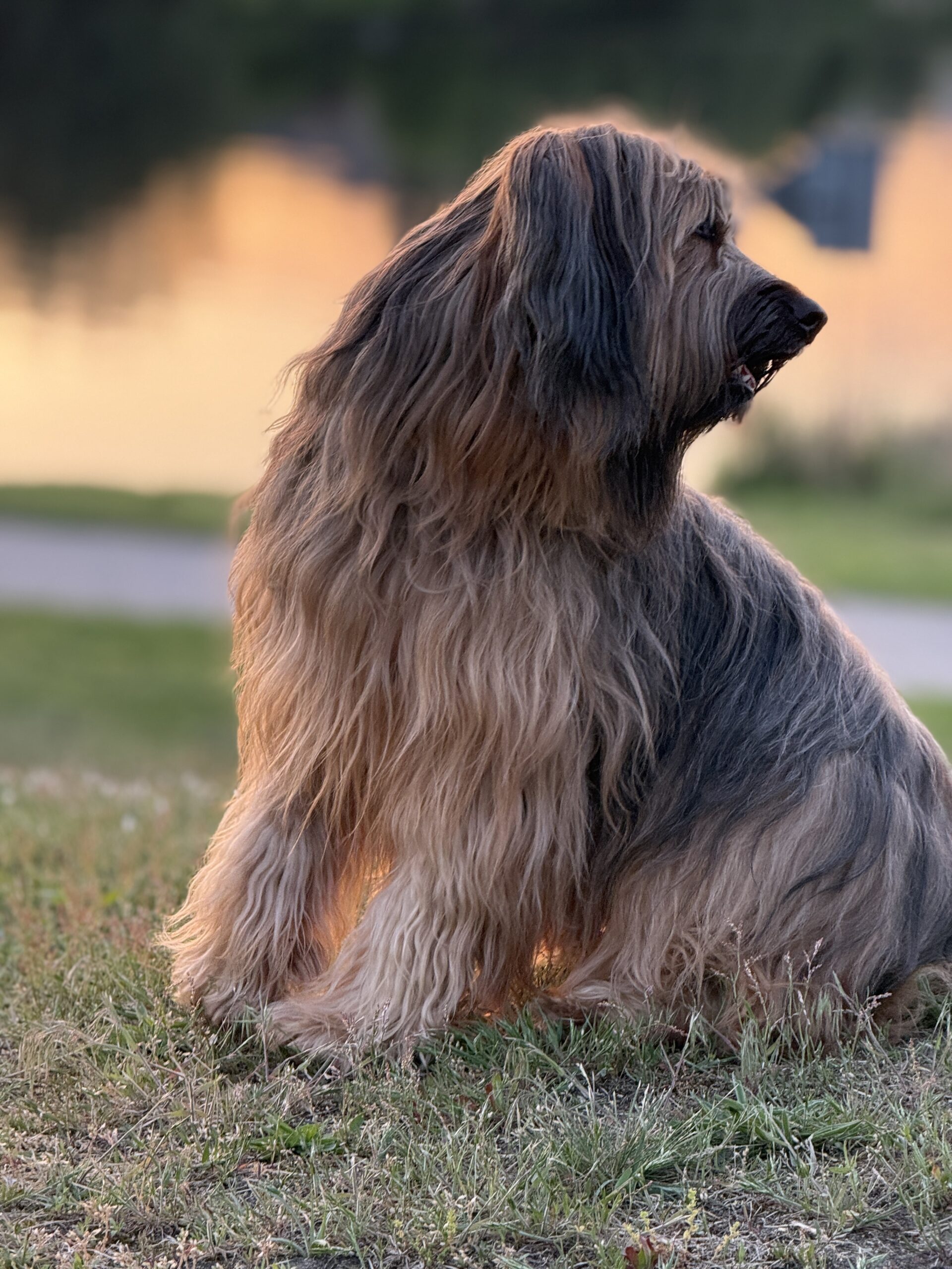 in der Abendssonne sitzt ein unsicherer Hund, der nach hinten über seine Schulter schaut